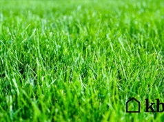 Nie czekaj do przymrozków – ten zabieg zmieni twój trawnik w zielony dywan