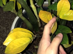 Przestaw doniczkę w to miejsce. Zamiokulkas przestanie żółknąć