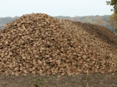 Kolejny cios w rolnictwo UE. Tani cukier, mleko i mięso z Indii jeszcze w tym roku?