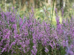 Wrzos relaksuje, wspomaga nerki i układ pokarmowy. Przepisy zielarskie