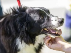 Pies Falco przechodzi na emeryturę po 13 latach pracy na lotnisku