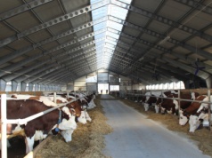 Czy małe gospodarstwa mleczne przetrwają?