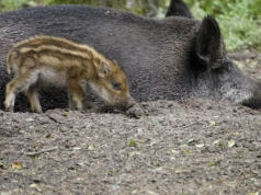 Dziki mnożą się na potęgę. Jak wysoki rachunek płacimy za ASF?