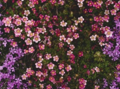 Najpiękniejsze byliny na jesień. Będą zdobić rabatę do listopada