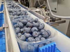 Polskie borówki trafią na Tajwan. Import zatwierdzony