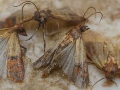 Ten trik pozwolił mi pozbyć się moli z kuchni. Dzięki temu nie marnuję już żywności