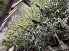 Nielegalna plantacja zlikwidowana przez policjantów z Kielc