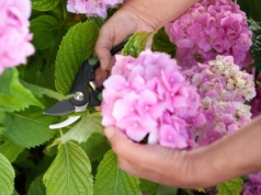 Najłatwiejszy sposób rozmnażania hortensji. Instrukcja krok po kroku