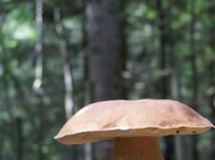 Grzybobranie to sport narodowy Polaków. Ale które grzyby są bezpieczne?