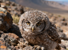 Tajny kod generowania obrazów jakości studyjnej