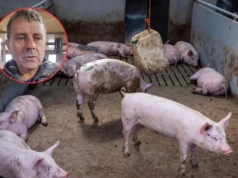 Rolnik: wszyscy zarabiają, tylko nie my. Tuczniki po 6 zł/kg to katastrofa