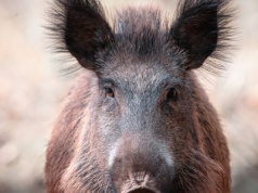 Nowe ogniska ASF świń. Gdzie pojawiła się choroba?