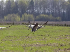 6 hektarów kukurydzy zniszczone przez żurawie. Jak sobie poradził rolnik z Dolnego Śląska?