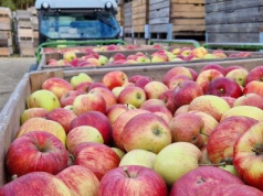 Jabłka na obieranie znów tylko symbolicznie droższe od jabłek przemysłowych