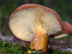 Wielu grzybiarzy omija go w lesie. Uchodzi on za prawdziwą perełkę