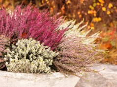 Twoje wrzosy usychają po kilku tygodniach? Najpewniej popełniasz ten błąd