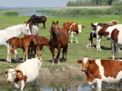 Utylizacja zwierząt gospodarskich z dofinansowaniem – złóż wniosek do końca września!