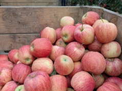 Jabłka na Ukrainie nie będą już tanimi owocami. Oto powody