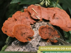 Grzyb zarezerwowany kiedyś tylko dla chińskich cesarzy rośnie w Polsce