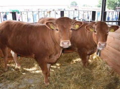 Byki i jałówki znów drożeją. Jakie są ceny bydła w Polsce? [SONDA]