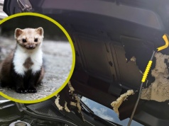 Skuteczna metoda na kuny. Trochę pracy i po problemie