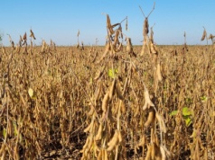 Jaką wilgotność powinna mieć soja? Jak ją suszyć?