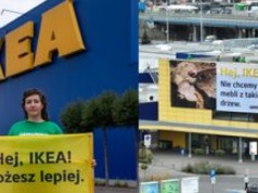 "Nie chcemy krzeseł z pradawnych lasów". IKEA na celowniku Greenpeace