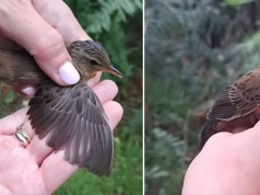 Ten ptak wrócił do Polski po 35 latach – to ornitologiczna sensacja