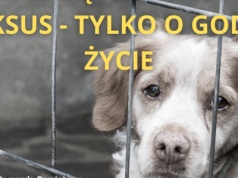 Dramat zwierząt w gminie Dąbie. Właściciele staną przed sądem