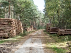 Niezwykle rzadka mutacja grzyba odnaleziona w polskim lesie. „Jedna na milion”