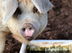 Trudna jesień dla hodowców świń. Stawki w skupach coraz niższe