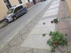 Kociaki w boksie śmietnikowym, donice roztrzaskane na chodniku i ranna sarna. Interwencje straży miejskiej