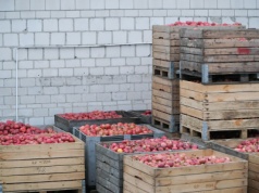 Mechaniczny zbiór jabłek przemysłowych. Sadownicy coraz częściej liczą koszty