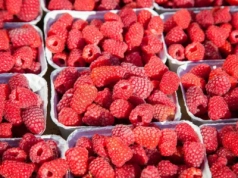 Ochrona, żywienie i biostymulacja jagodowych – UPL obchodzi 30-lecie działalności w Polsce