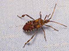 Pchają się do domów i śmierdzą. Tak pozbędziesz się nieproszonych owadów