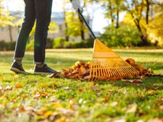 Obowiązek dla sąsiada. W tej sytuacji musi zabrać opadłe liście