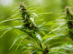 Szokujące odkrycie rolnika. Chciał kosić kukurydzę, odkrył... plantację konopi