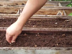 Sadzę czosnek w tych dniach. Główki mam wielkie jak pięść