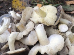 Mało kto zna te grzyby, a są delikatne w smaku i aromatyczne. W lasach jest ich zatrzęsienie