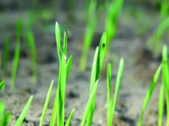 Mszyce atakują jęczmień? Rolnicy znów mogą używać Karate Zeon