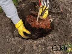 Nie posadzisz owocowych drzewek bez tego triku – ogrodnicy zdradzają sekret