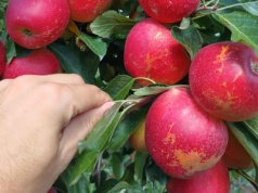 „Suchy przemysł” z Gali. Aktualne ceny – 17.09.2025