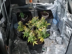 Plantator. Legniczanin zatrzymany za posiadanie i uprawę marihuany