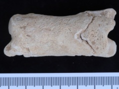 Starożytny Egipt: policyjny gwizdek sprzed 3500 lat