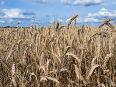 Tani kredyt obrotowy zamiast dopłat do zbóż będzie zapowiedziany osobno