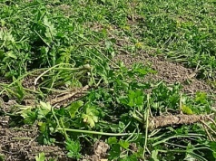 Afera z pietruszką. Nie tylko polscy ogrodnicy oszukani przez Czechów