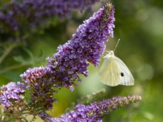 Zniszczy mur, dach i podjazd. Polacy są w niej zakochani, a Niemcy się boją