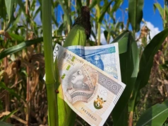 Symulacja stawek dopłat bezpośrednich i ekoschematów 2025 przy dzisiejszym kursie euro