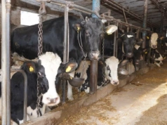 Animalsi idą na wojnę z rolnikami. Obory pod lupą prokuratury