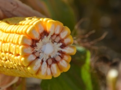 Pszenica konsumpcyjna po 670 zł, paszowa po 600 zł, a kukurydza mokra po 380 zł